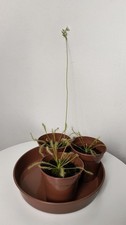 Carnivorous plant drosera for sale Carnivorous plant drosera for sale  CULLOMPTON