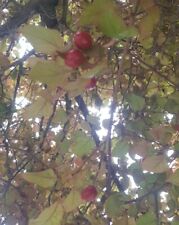 Cherry plum tree for sale  UK