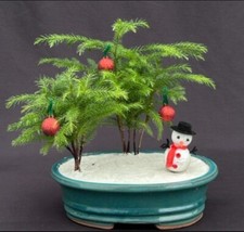 Norfolk island pine for sale  Patchogue