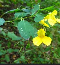 Set seeds yellow for sale  Clarksburg