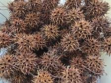 Sweet gum tree for sale  Buena Vista