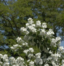 Gefüllter gartenjasmin 80cm gebraucht kaufen  Bad Zwischenahn