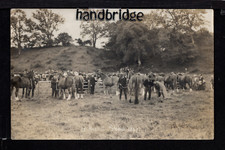 Hesket newmarket horse for sale  DEESIDE