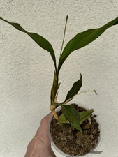 Rchidee cymbidium ecarinata gebraucht kaufen  Dresden