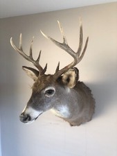 Whitetail deer shoulder for sale  Seattle