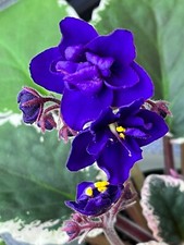 Cajun code blue for sale  Walton