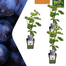 Bio weintraube vitis gebraucht kaufen  Düsseldorf