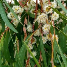 eucalyptus tree for sale eucalyptus tree for sale Mcallen