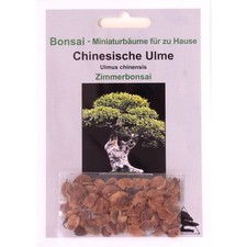 Bonsai samen ulmus gebraucht kaufen  Heinsberg