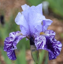 Millennium falcon iris for sale  Ahsahka