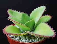 Mother thousands kalanchoe for sale  Marietta