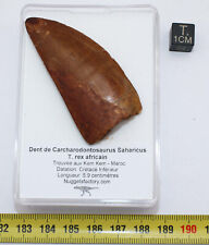 Dent dinosaure carcharodontosa d'occasion  France