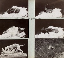 Photo prints citrate d'occasion  Expédié en Belgium