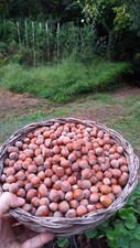 Nocciole usato  Altavilla Irpina