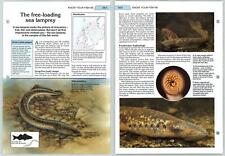 Sea lamprey sea for sale  SLEAFORD