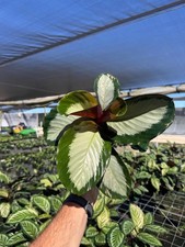 Calathea royal standard for sale  Homestead