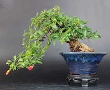 Shohin bonsai melograno usato  Cison di Valmarino