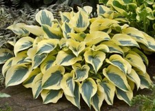 Hosta autumn frost for sale  MARCH