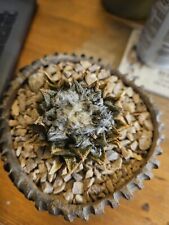 Ariocarpus bravoanus seeds. for sale  EDINBURGH
