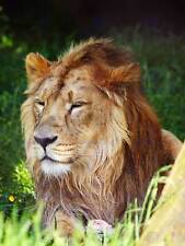 Animal big cat for sale  EDINBURGH
