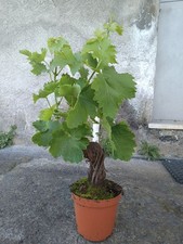 Vite uva bonsai usato  Giarre