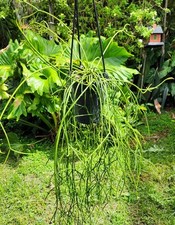 Rhipsalis baccifera plant for sale  Hollywood
