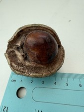 Small resin conker for sale  STAINES-UPON-THAMES