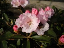 Rhododendron tsariense queen gebraucht kaufen  Zetel