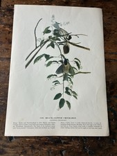 Audubon black capped for sale  The Villages