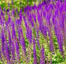 Salvia woodland sage for sale  DEWSBURY