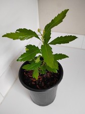 Southern wax myrtle for sale  Leland