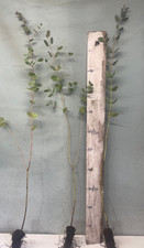Eucalyptus trees eucalyptus for sale  INVERNESS