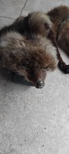 Fox stole scarf for sale  STOKE-ON-TRENT