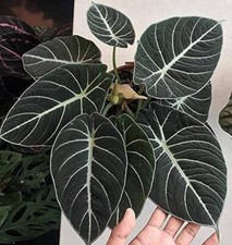 tall houseplant for sale  Howey in the Hills
