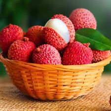 10pcs lychee tropical for sale  Staten Island
