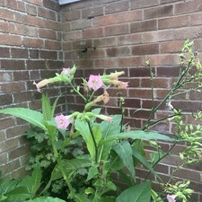 Tabacco 700 seeds for sale  SHREWSBURY