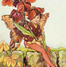 Wallflower fairy cicely for sale  BOURNE END