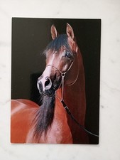 Pferdepostkarte araber gebraucht kaufen  Krefeld