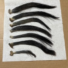 Wild turkey beard for sale  Juliaetta