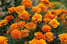 Tagetes range 100 gebraucht kaufen  Warthausen