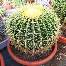 Echinocactus grusoni dimension usato  Manduria