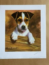 Jack russell terrier usato Jack russell terrier usato  Spedire a Italy