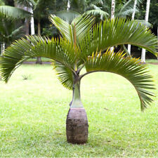 Rare bottle palm for sale  ELY