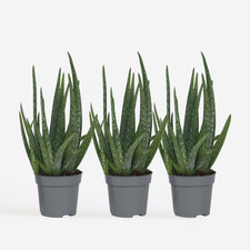 Aloe vera set d'occasion  Expédié en France