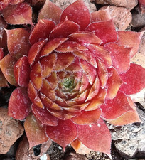 Sempervivum fireball drought for sale  HUNTINGDON
