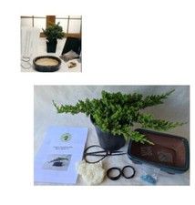 Juniper procumbens nana for sale  Patchogue