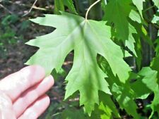 15 SEMENTES DE BORDO PRATA - Acer saccharinum comprar usado  Enviando para Brazil