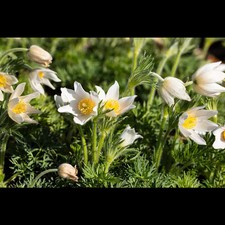 Pulsatilla vulgaris alba gebraucht kaufen  Deutschland