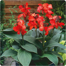 Semi canna indica usato  Trappeto