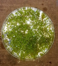 Lemna minor wasserlinsen gebraucht kaufen  Erfweiler, Ludwigswinkel, Schönau